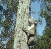 Creswick Regional Park - Accommodation Coffs Harbour