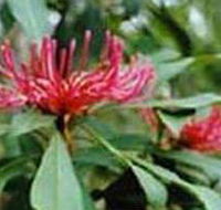 Alfred National Park - Accommodation Coffs Harbour