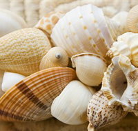 Anglesea Beach Club - Accommodation Coffs Harbour