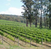 Piedmont Vineyard - Accommodation Coffs Harbour