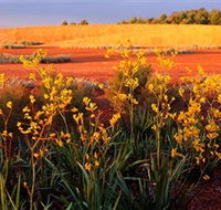 Royal Botanic Gardens Victoria Cranbourne - Accommodation Coffs Harbour
