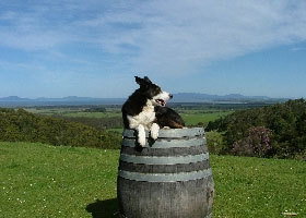 Windy Ridge Vineyard And Winery - Accommodation Coffs Harbour 0
