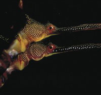Eagle Rock Marine Sanctuary - Accommodation Coffs Harbour