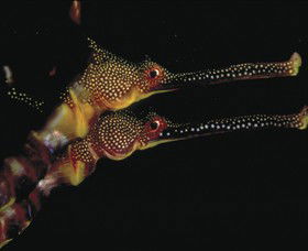 Eagle Rock Marine Sanctuary - Accommodation Coffs Harbour 0