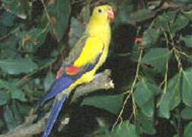 Little Desert VIC Accommodation Coffs Harbour