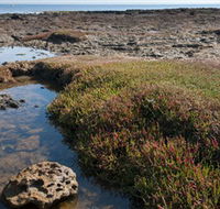 Ricketts Point Marine Sanctuary - Accommodation Coffs Harbour