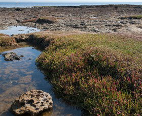 Ricketts Point Marine Sanctuary - Accommodation Coffs Harbour 0