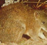 The Pines Flora and Fauna Reserve - Accommodation Coffs Harbour
