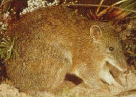 The Pines Flora And Fauna Reserve - Accommodation Coffs Harbour 0