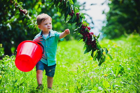 Cherryhill Orchards - Accommodation Coffs Harbour 2