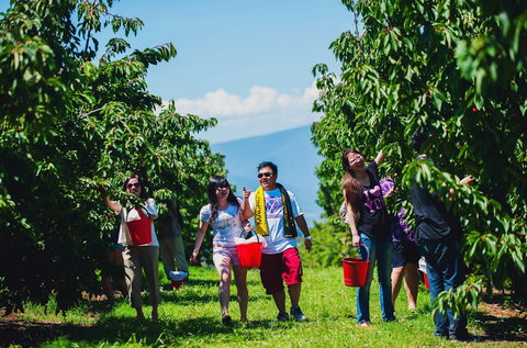 Cherryhill Orchards - Accommodation Coffs Harbour 4