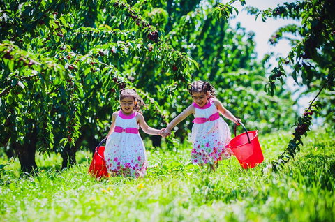 Cherryhill Orchards - Accommodation Coffs Harbour 6