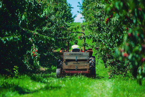 Cherryhill Orchards - Accommodation Coffs Harbour 7