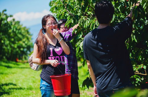 Cherryhill Orchards - Accommodation Coffs Harbour 9