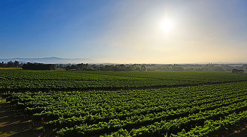 GREENSTONE VINEYARDS - Accommodation Coffs Harbour 0