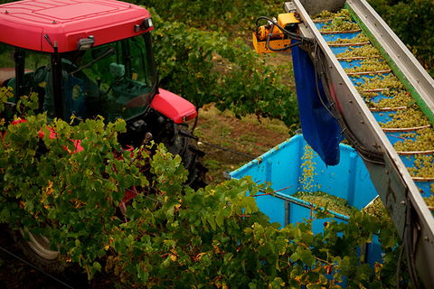 GREENSTONE VINEYARDS - Accommodation Coffs Harbour 3