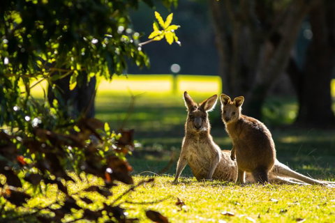 Club Catalina - Accommodation Coffs Harbour 2