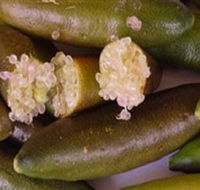 Sandy Creek Olives and Finger Limes - Accommodation Coffs Harbour