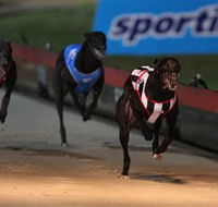 Dapto Dogs - Accommodation Coffs Harbour