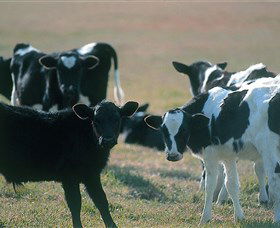 Bodalla Dairy Cheese Factory - Accommodation Coffs Harbour 0