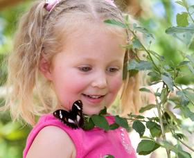 Coffs Harbour Butterfly House - Accommodation Coffs Harbour 0