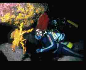 Solitary Islands Marine Park - Accommodation Coffs Harbour 0