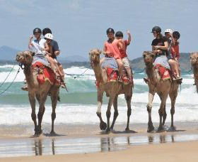 Camel Rides With Coffs Coast Camels - Accommodation Coffs Harbour 0