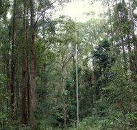 Bongil Bongil National Park - Accommodation Coffs Harbour