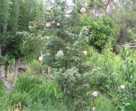 Tombstone Estate Vineyard - Accommodation Coffs Harbour 0