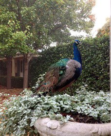 Krinklewood Vineyard - Accommodation Coffs Harbour 2