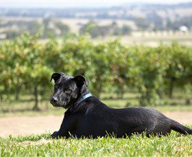 Moothi Estate Vineyard And Cellar Door - Accommodation Coffs Harbour 0