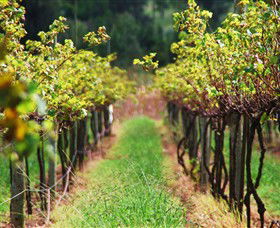 Fussy Grape Winery - Accommodation Coffs Harbour 1