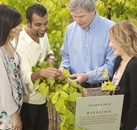 Jacob's Creek Vineyard Tour - Accommodation Coffs Harbour
