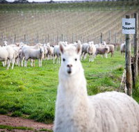 Gemtree Vineyards Cellar Door - Accommodation Coffs Harbour