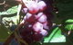 Top Note Vineyard - thumb 1
