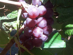 Top Note Vineyard - Accommodation Coffs Harbour 1