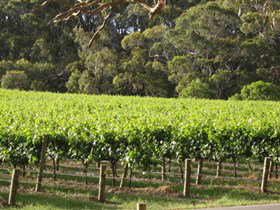 Top Note Vineyard - Accommodation Coffs Harbour 2