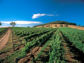 Thorn-Clarke Wines - Accommodation Coffs Harbour 1