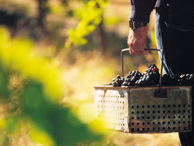 Hartz Barn Wines - Accommodation Coffs Harbour 1