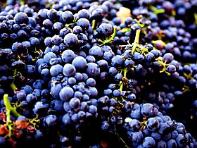 Nandroya Vineyard - Accommodation Coffs Harbour 0