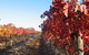 Kooyonga Creek Wines - thumb 0