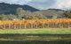 Kooyonga Creek Wines - thumb 4