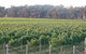 Kooyonga Creek Wines - thumb 6