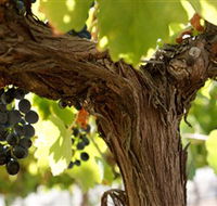 Blackjack Vineyards - Accommodation Coffs Harbour