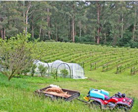 Peveril Vineyard/Beechy Berries - Accommodation Coffs Harbour 1