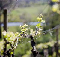 Whistling Eagle Vineyard - Accommodation Coffs Harbour