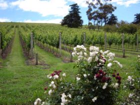 Pembroke Estate Vineyard - Accommodation Coffs Harbour 0