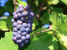Tinderbox Vineyard - Accommodation Coffs Harbour 0