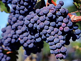 Morningside Vineyard - Accommodation Coffs Harbour 0