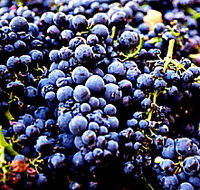 Tolpuddle Vineyard - Accommodation Coffs Harbour